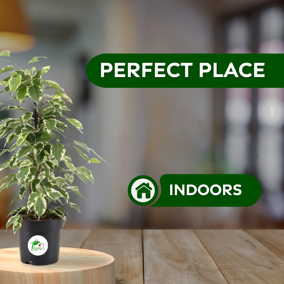 White Ficus - Image 2