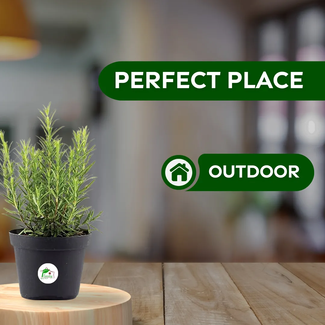 Rose Marie - Image 2