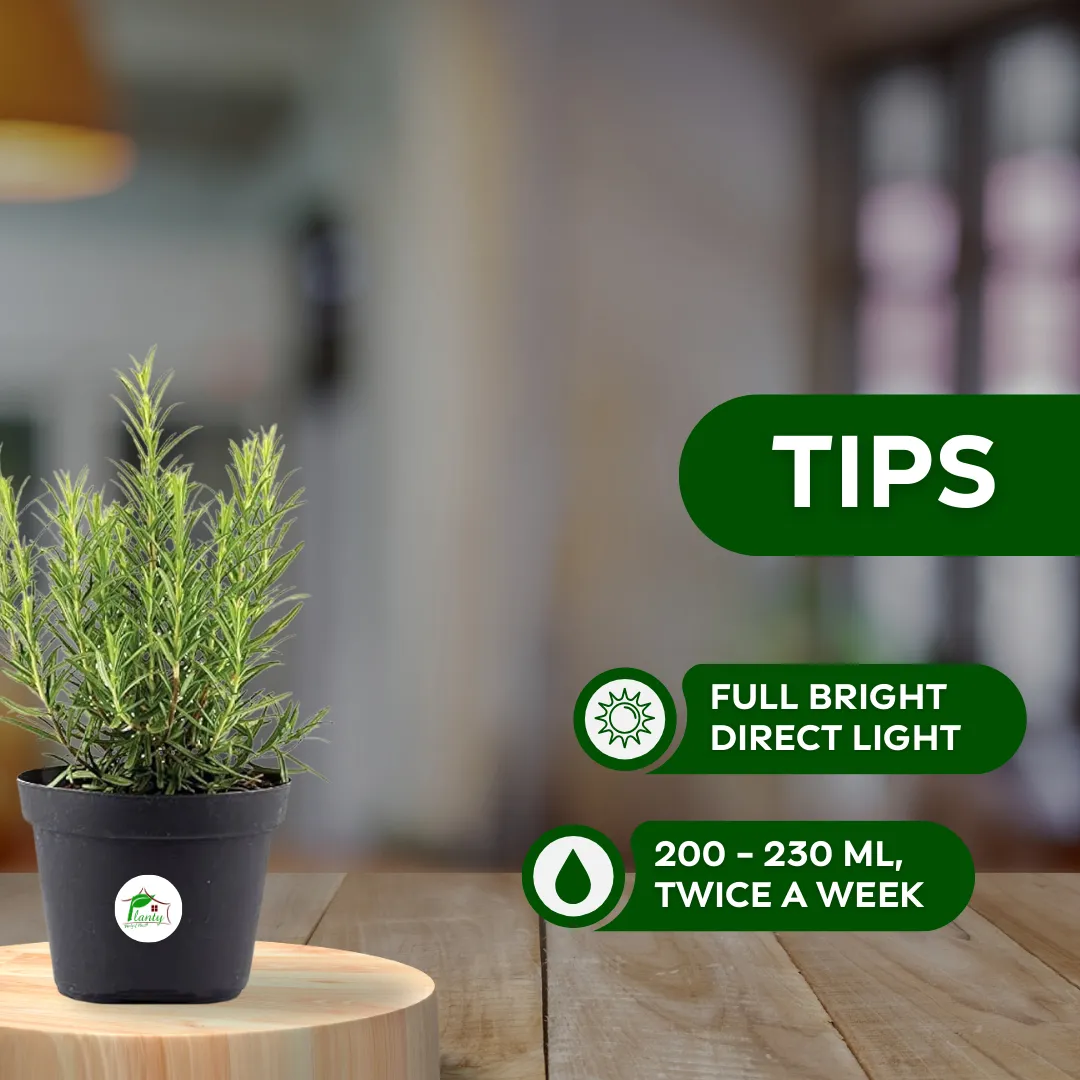 Rose Marie - Image 3