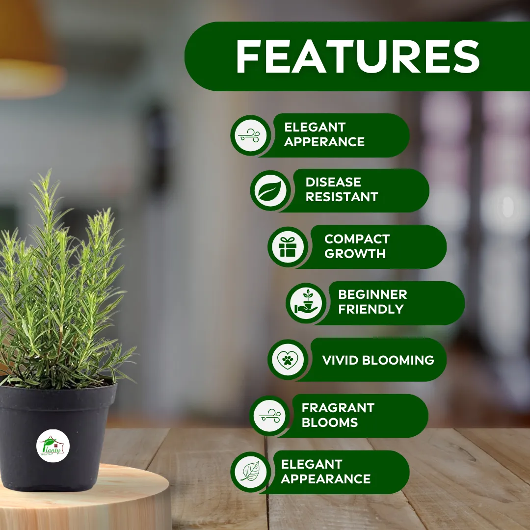 Rose Marie - Image 4