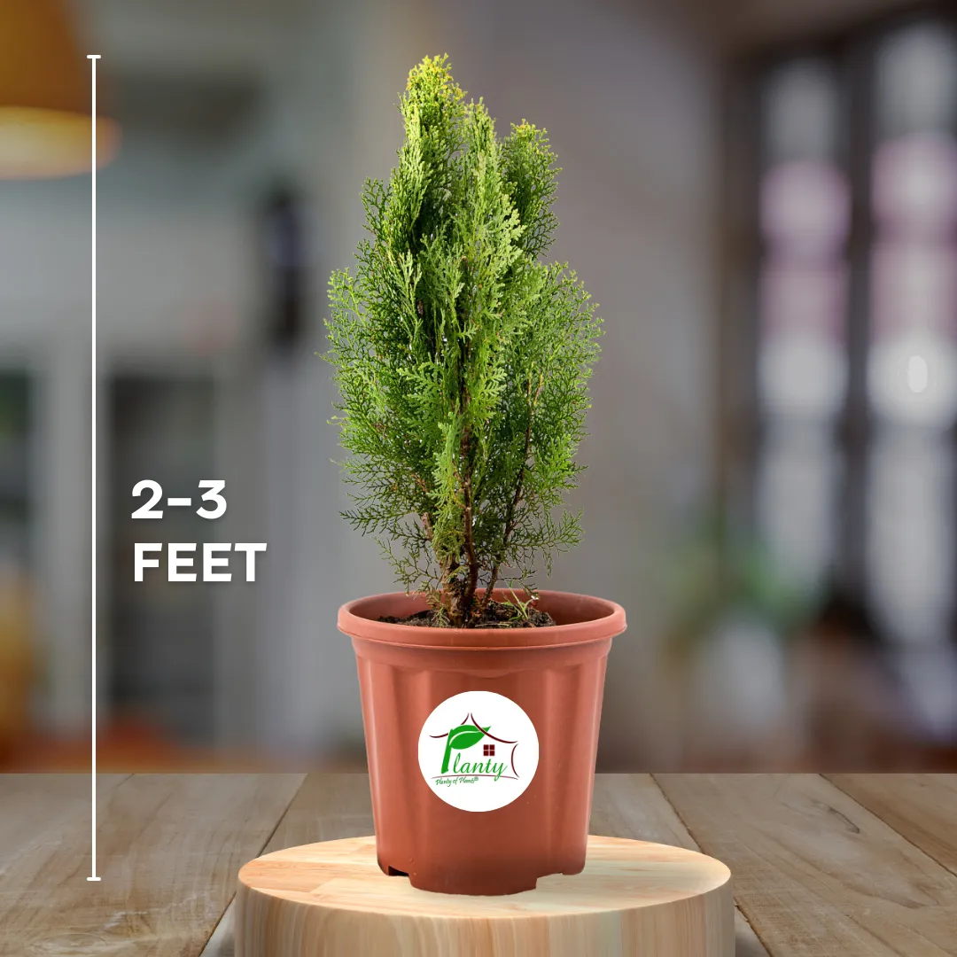 Golden Thuja (Morpankhi)