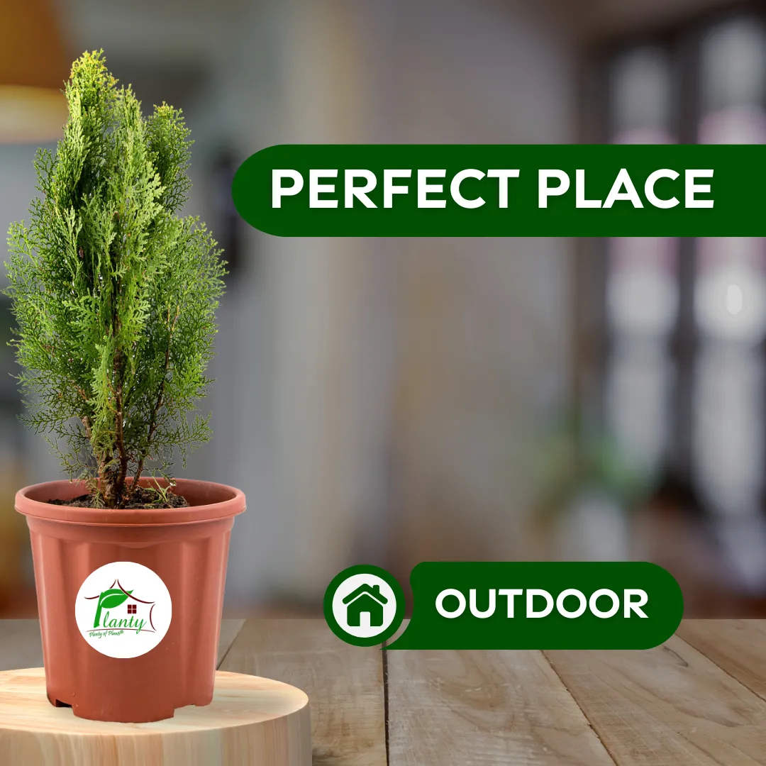 Golden Thuja (Morpankhi) - Image 2