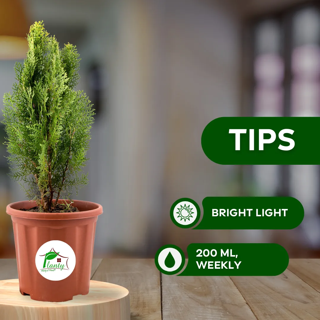 Golden Thuja (Morpankhi) - Image 3
