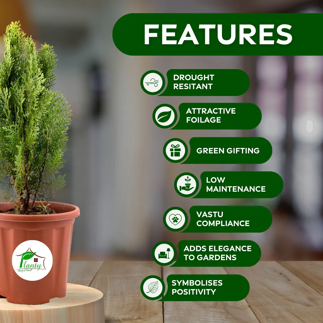 Golden Thuja (Morpankhi) - Image 4