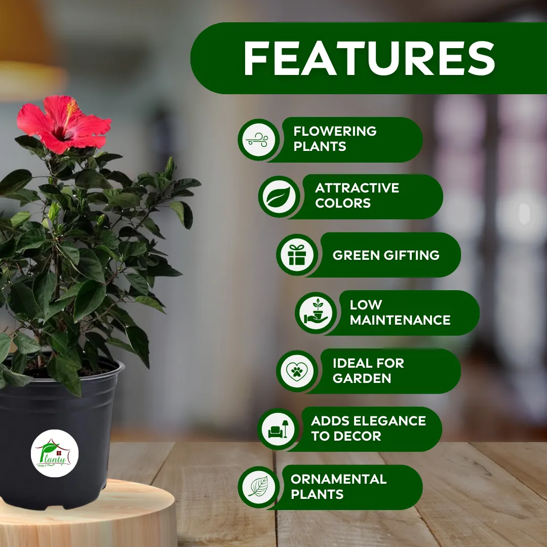 Hibiscus Dwarf - Image 4