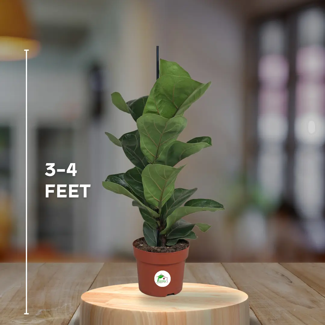 Fiddle Leaf Fig (Ficus Lyrata)